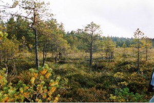 Fågelmossen